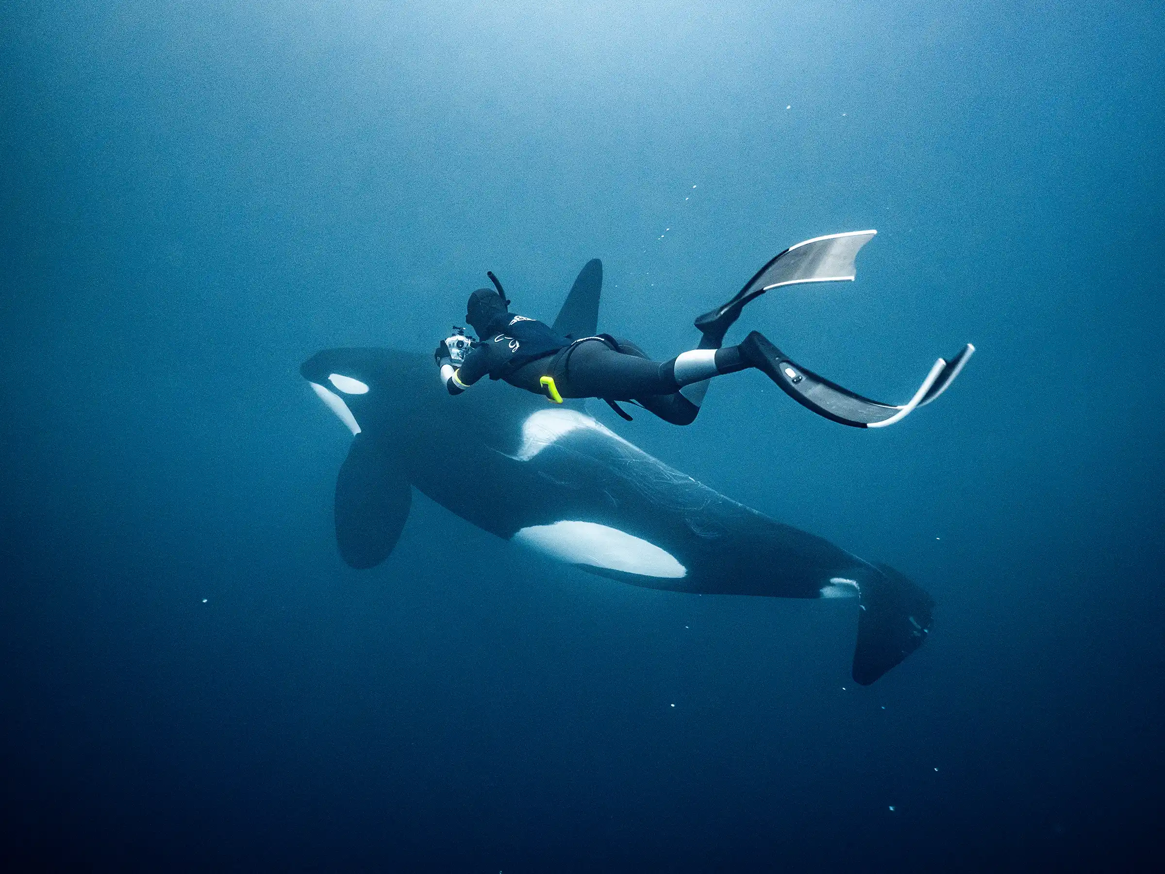 Underwater photo of a freediver swimming next to an orca bull